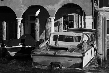 Volavka u domu nedaleko Murano Navagero (Murano)